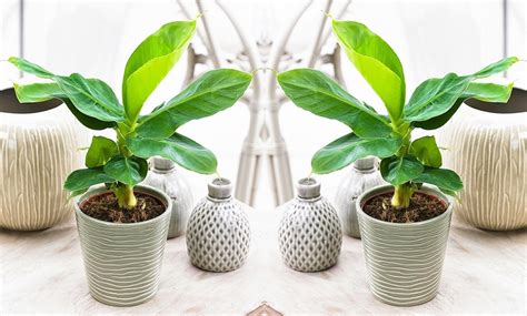 Indoor Banana Trees | Groupon