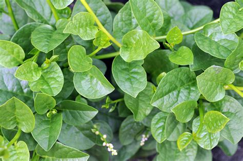 Malabar Green (Ceylon) Spinach Seeds – Farmhouse Seeds