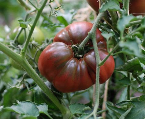 Organic Heirloom Tomato Black Krim Lycopersicon lycopersicum - 35 Seeds