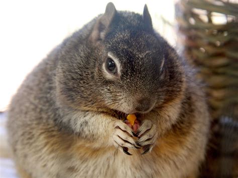 Squirrels Around The World Have Got Really Fat Becaus - vrogue.co