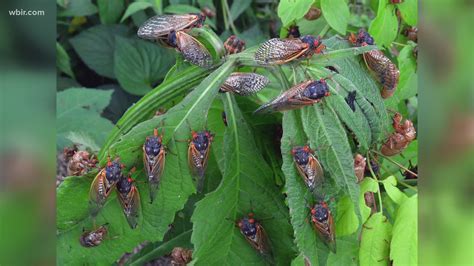 Cicadas 2024 Tennessee Valley - Brigid Georgena