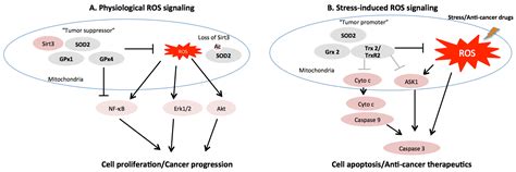 Cancers | Free Full-Text | Mitochondrial Redox Signaling and Tumor Progression