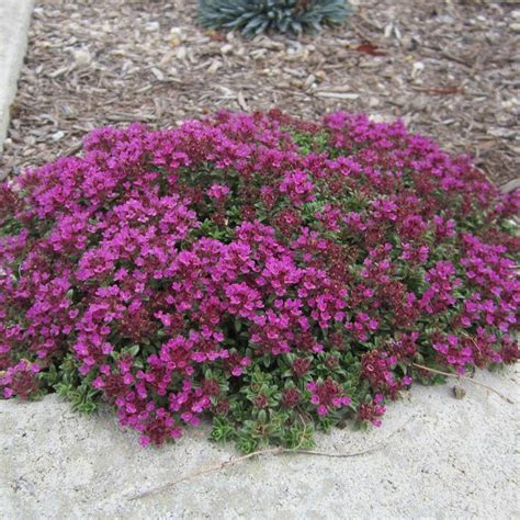 Thymus serpyllum coccineus 'Thyme Creeping Red' | Buy Herb Plants