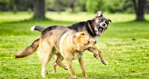 Dog-Dog Aggression Training - Paws Look Listen