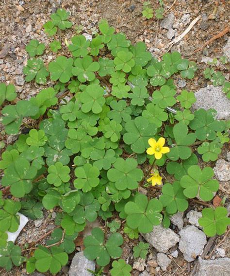 What is a Shamrock and How do You Grow Them? - Fine Gardening