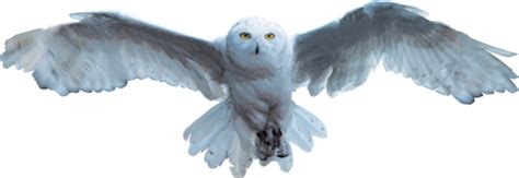 Harry Potter's pet owl "Hedwig" caught taking selfie | Platypus Platypus