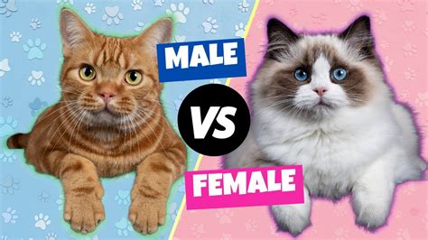 Male vs. Female Cats: The Differences – HousePetsCare.com