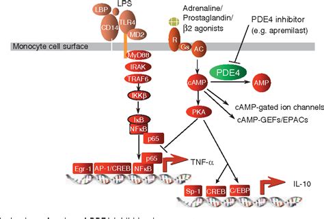 Figure 1 from Apremilast : a novel PDE 4 inhibitor in the treatment of autoimmune and ...