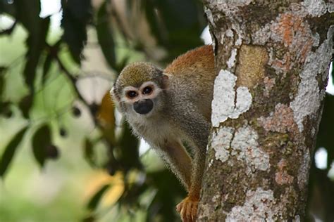 Manaus Amazon River - foodtravel.life