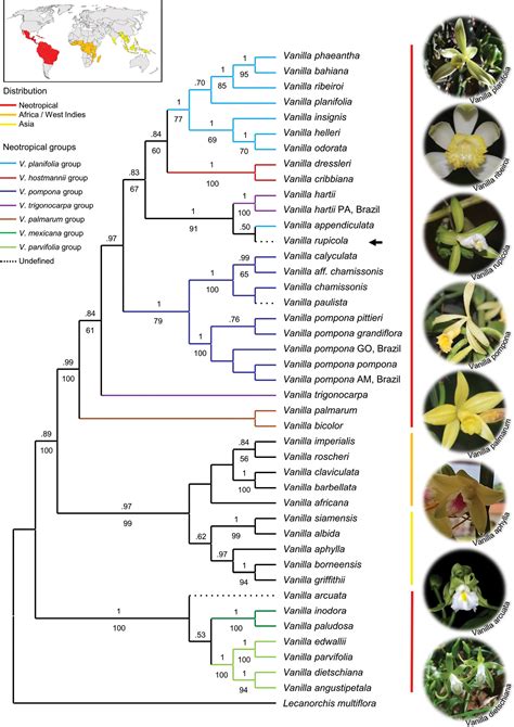 ﻿A new remarkable Vanilla Mill. (Orchidaceae) species endemic to the ...