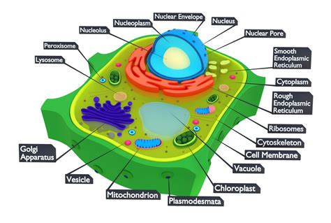 Plant Cell 3D Model $9 - .blend .max .3ds .fbx .obj - Free3D