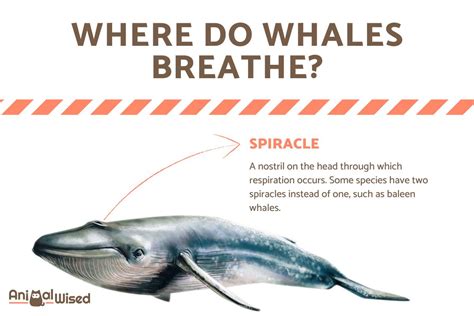 How Do Whales Breathe? - Respiration Process and Evolutionary Adaptations