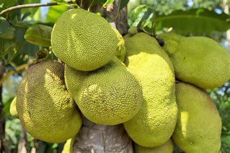 What Is Jackfruit? Health Benefits, Nutrition & Uses – Superfoodly