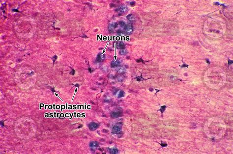 Mammal. Neuroglia. 500X - Neuroglia - Mammals - Mammals - Nervous system - Other systems ...