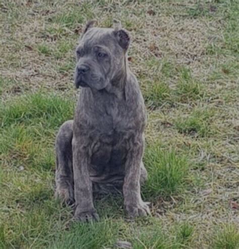 Champion female BLUE BRINDLE cane corso pup(FCI PED) | in Acocks Green ...