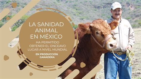 La sanidad animal es sinónimo de carne con calidad certificada | Productora Nacional de ...