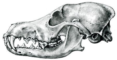 Skull illustration, Coyote skull, Medical illustration