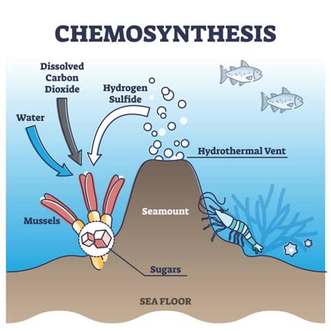 What Is The Deep Sea Chemosynthesis - deepseawonders.net