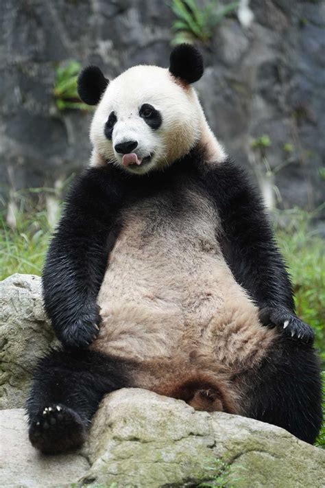 Sichuan Giant Panda Sanctuaries, Panda Bases and Reserves