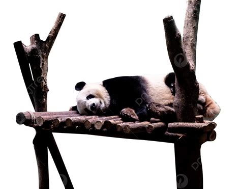 A Giant Panda Sleeping In The Zoo, Panda, A Giant Panda, Zoo PNG ...