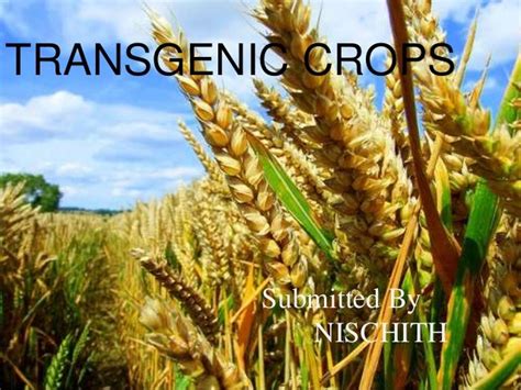 TRANSGENIC CROPS