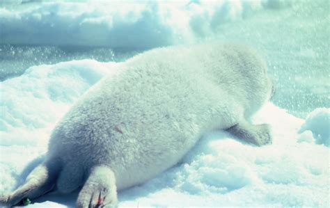 Ribbon seals usually live in the Bering Sea or farther north, in the Chukchi and Siberian seas ...