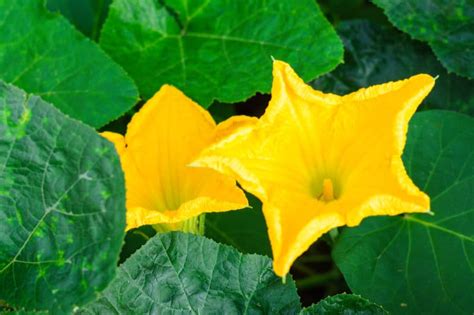 Female Pumpkin Flower » Tips on Identification