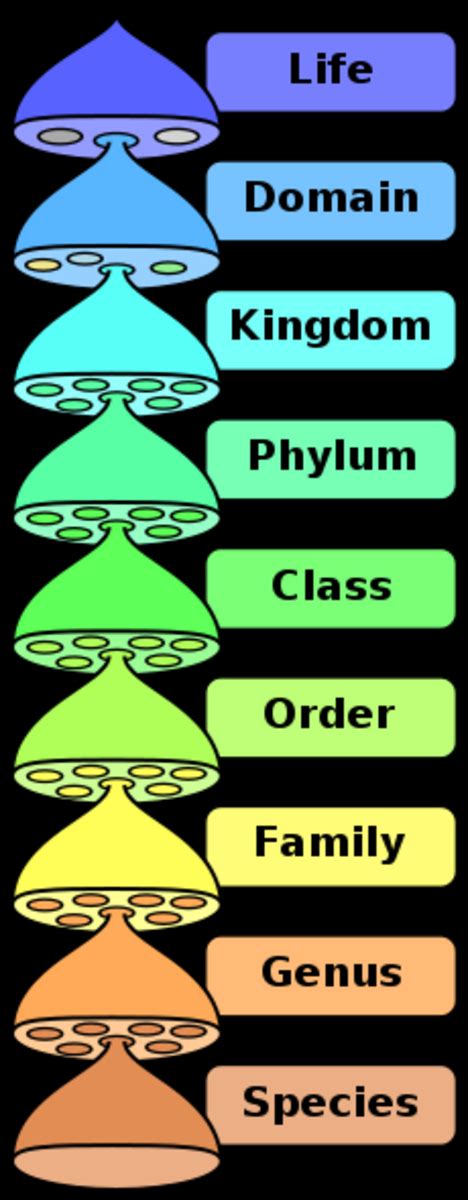 The Five Kingdoms And Classification Of Living Things | HubPages