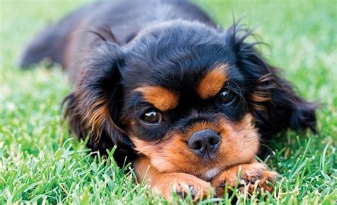 40 Most Popular Cavalier King Charles Spaniel Dog Names