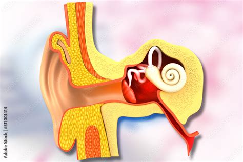 Human ear cross section anatomy. 3d illustration. Stock Illustration ...