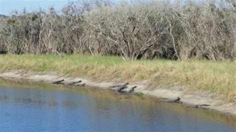 Kissimmee River. | Kissimmee, River, Critter