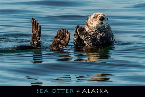 Sea Otter – Alaska – Postcard PC 133Mark Kelley | Mark Kelley