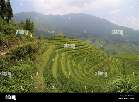 Rice Terraces in Guilin, China Stock Photo - Alamy