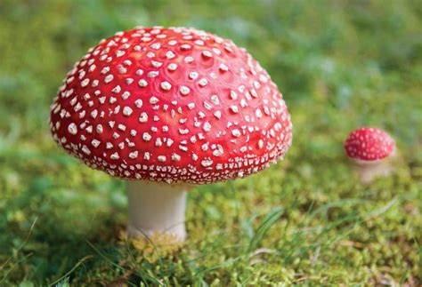 An Essential Skill: Wild Mushroom Identification - Garden - GRIT Magazine