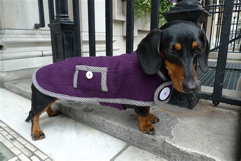 The Sandringham Dachshund Coat - Simply Spiffing Dachshunds | Dachshund, Dachshund pets, Wiener dog