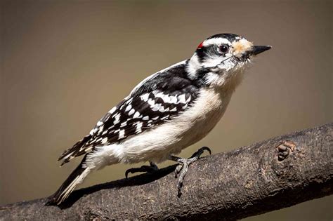 20 Captivating Types of Woodpeckers