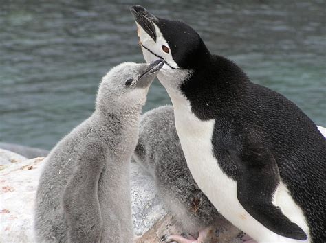 Chinstrap Penguin Facts, Habitat, Diet, Predators, Pictures