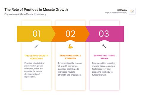 An Essential Guide to Peptides for Muscle Growth - R2 Medical Clinics