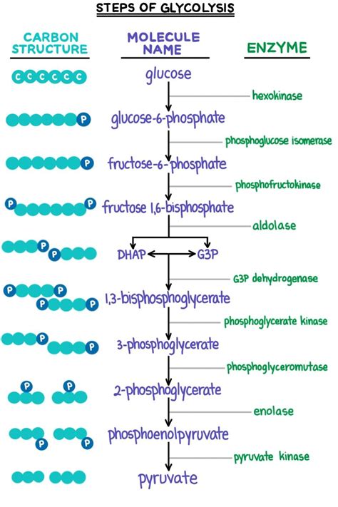 Glycolysis Structure