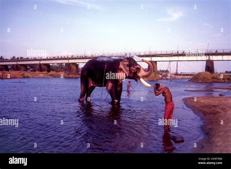 A man and elephant bathing in Bharathapuzha River in Cheruthuruthy ...