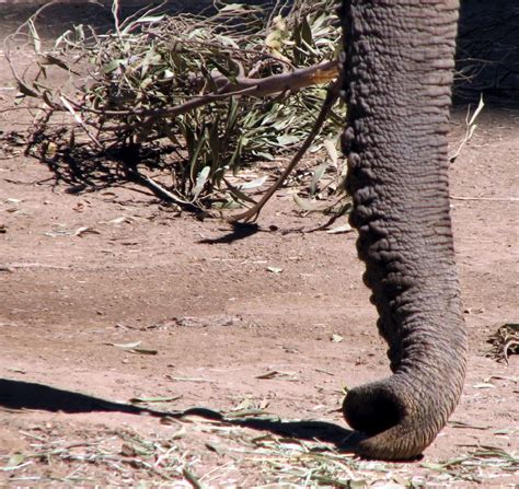 File:African Elephant Trunk.jpg - Wikimedia Commons