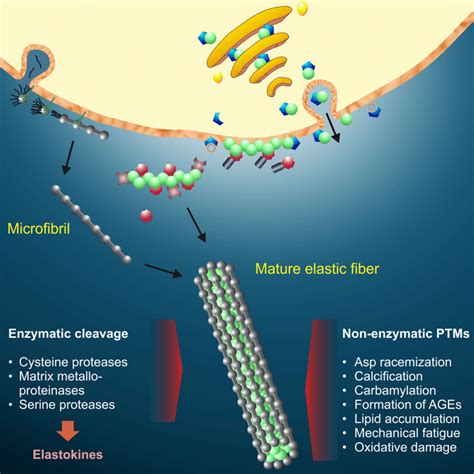 Elastic fibers are vital extracellular components of vertebrates... | Download Scientific Diagram