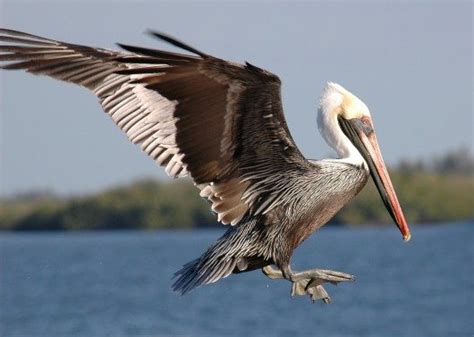 Brown Pelican Flying - Birds and Blooms