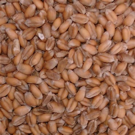 Egyptian Wheat Seed Exellent Quail Food Plot Seeds | Seed World