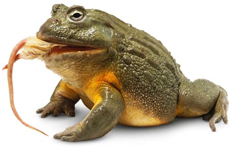 African Bullfrog Eating !! - My Blog - My Animal Blog