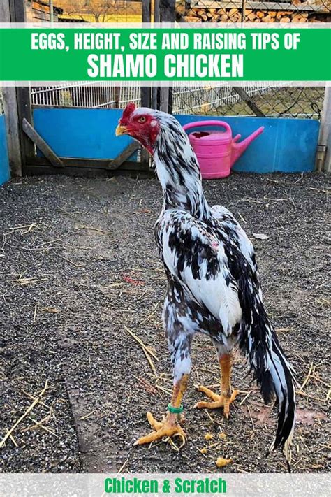 Shamo Chicken: Eggs, Height, Size and Raising Tips