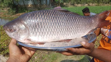 Big Rohu Fish Fry With Spice Ingredient - Rui Fish Fry By Boys For ...