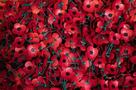 Remembrance Day: Five things you may not know about why we wear poppies ...