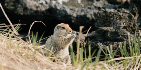 What Are Prairie Dog Burrows like?