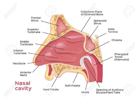 anatomy of nose - Google Search | Cavidad nasal, Nariz, Ejercicio para aumentar gluteos